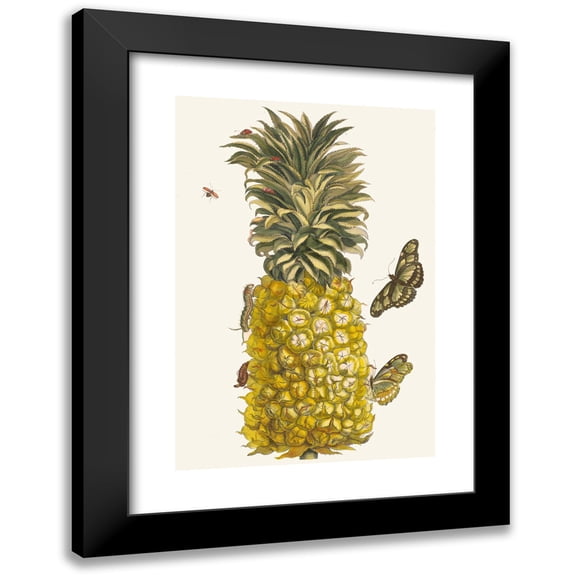 Maria Sibylla Merian 11x14 Black Modern Framed Museum Art Print Titled - Pineapple Wall (1705)