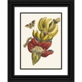 thumbnail image 1 of Maria Sibylla Merian 11x14 Black Ornate Wood Framed Double Matted Museum Art Print Titled: Banana (1705), 1 of 5