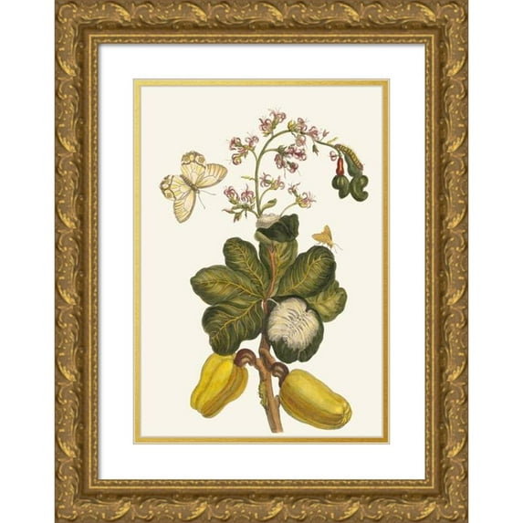 Maria Sibylla Merian 11x14 Gold Ornate Wood Frame and Double Matted Museum Art Print Titled - Caschou (1705)