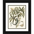 thumbnail image 1 of Maria Sibylla Merian 12x14 Black Ornate Wood Framed Double Matted Museum Art Print Titled: Cassava (1705), 1 of 5