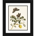 thumbnail image 1 of Maria Sibylla Merian 12x14 Black Ornate Wood Framed Double Matted Museum Art Print Titled: Limonier (1705), 1 of 5