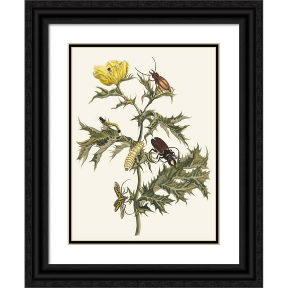 Maria Sibylla Merian 14x18 Black Ornate Wood Framed Double Matted Museum Art Print Titled - Thistle Spinous (1705)