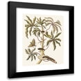 thumbnail image 1 of Maria Sibylla Merian 15x18 Black Modern Framed Museum Art Print Titled - Guajava Alba Dulcis (1705), 1 of 5
