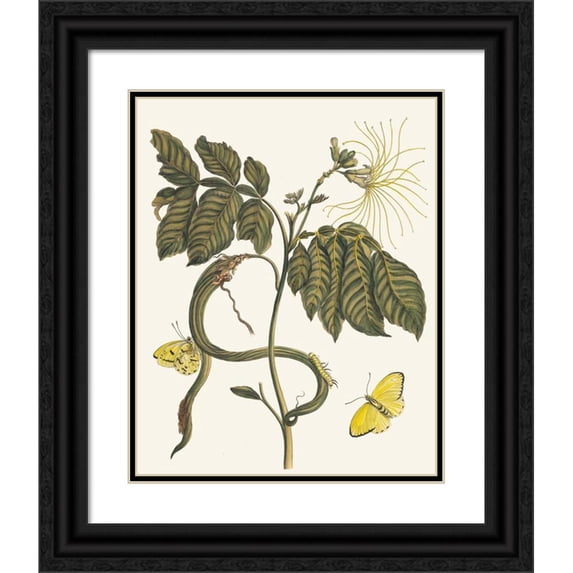 Maria Sibylla Merian 15x18 Black Ornate Wood Framed Double Matted Museum Art Print Titled - Wycke-Bockies (1705)