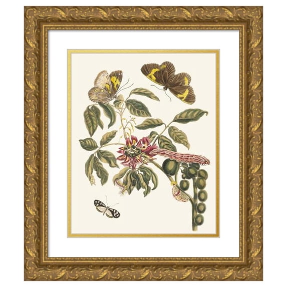 Maria Sibylla Merian 15x18 Gold Ornate Wood Frame and Double Matted Museum Art Print Titled - American Coronilla Arborescens (1705)