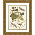 thumbnail image 1 of Maria Sibylla Merian 15x18 Gold Ornate Wood Frame and Double Matted Museum Art Print Titled - White Vine of America (1705), 1 of 4