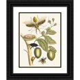 thumbnail image 1 of Maria Sibylla Merian 19x24 Black Ornate Framed Double Matted Museum Art Print Titled: Tabrouba (1705), 1 of 5