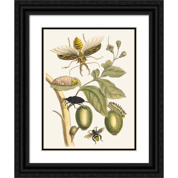 Maria Sibylla Merian 19x24 Black Ornate Framed Double Matted Museum Art Print Titled: Tabrouba (1705)