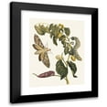 thumbnail image 1 of Maria Sibylla Merian 20x24 Black Modern Framed Museum Art Print Titled - Purs (1705), 1 of 5