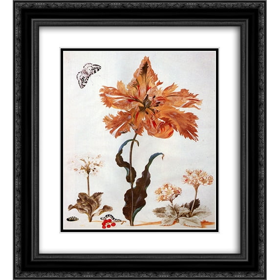 Maria Sibylla Merian 2x Matted 20x24 Black Ornate Framed Art Print 'A Parrot Tulip, Auriculas, and Red Currants, with a Magpie Moth, its Caterpillar and Pupa'