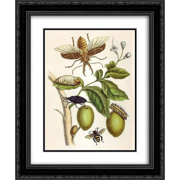 Maria Sibylla Merian 2x Matted 20x24 Black Ornate Framed Art Print 'from Metamorphosis insectorum Surinamensium, Plate XLVIII'