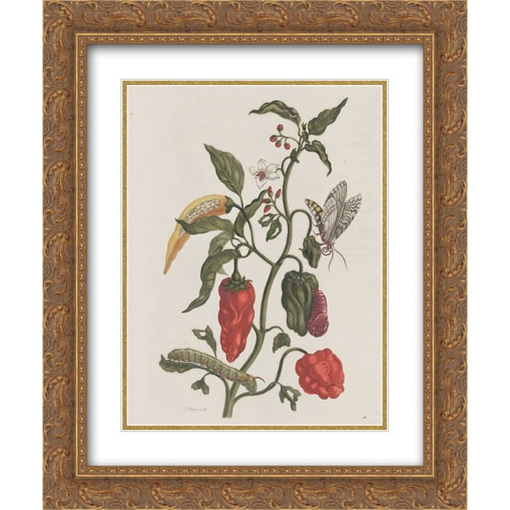 Maria Sibylla Merian 2x Matted 20x24 Gold Ornate Framed Art Print 'Metamorphosis insectorum Surinamensiam'