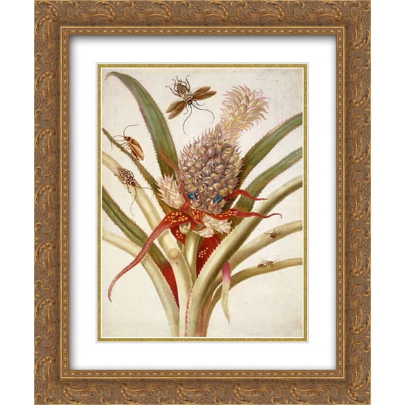 Maria Sibylla Merian 2x Matted 20x24 Gold Ornate Framed Art Print 'Pineapple and cockroaches'
