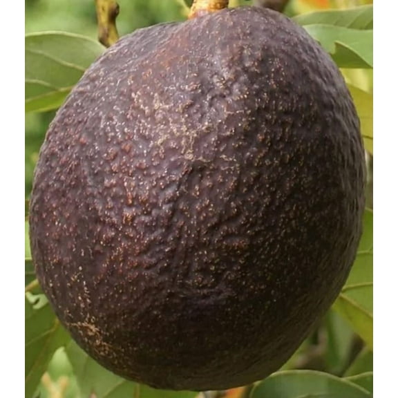 Maria black grafted Avocado Tree From 2 to 4 feet tall. We ship to all states