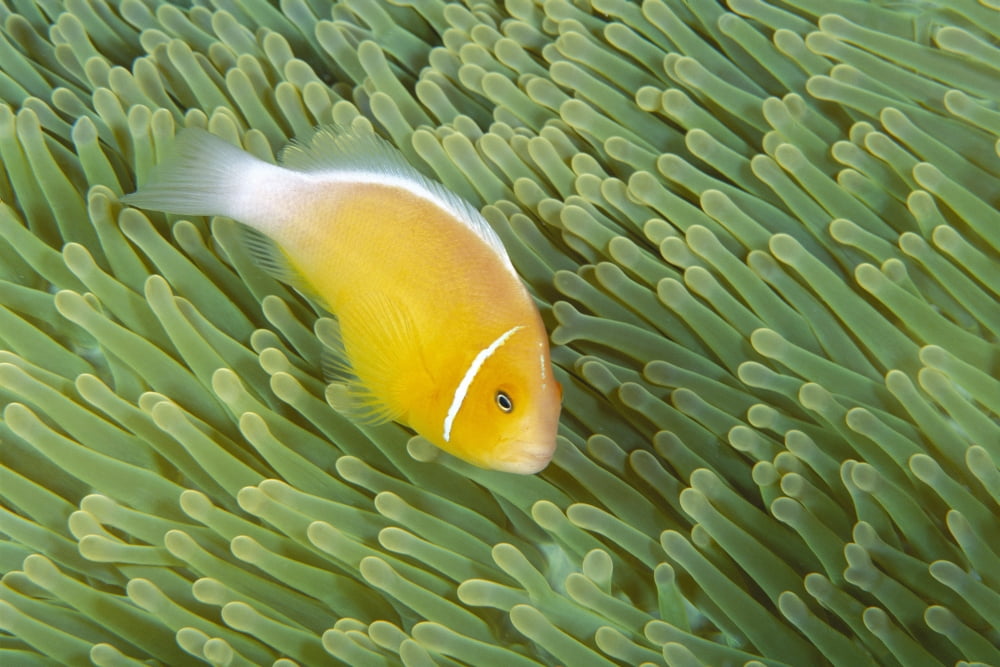 Mariana Islands Saipan Anemonefish And Anemone (Amphiprion Perideraion) Heteractis Magnifica Canvas Art - Dave Fleetham Design Pics (19 x 12)