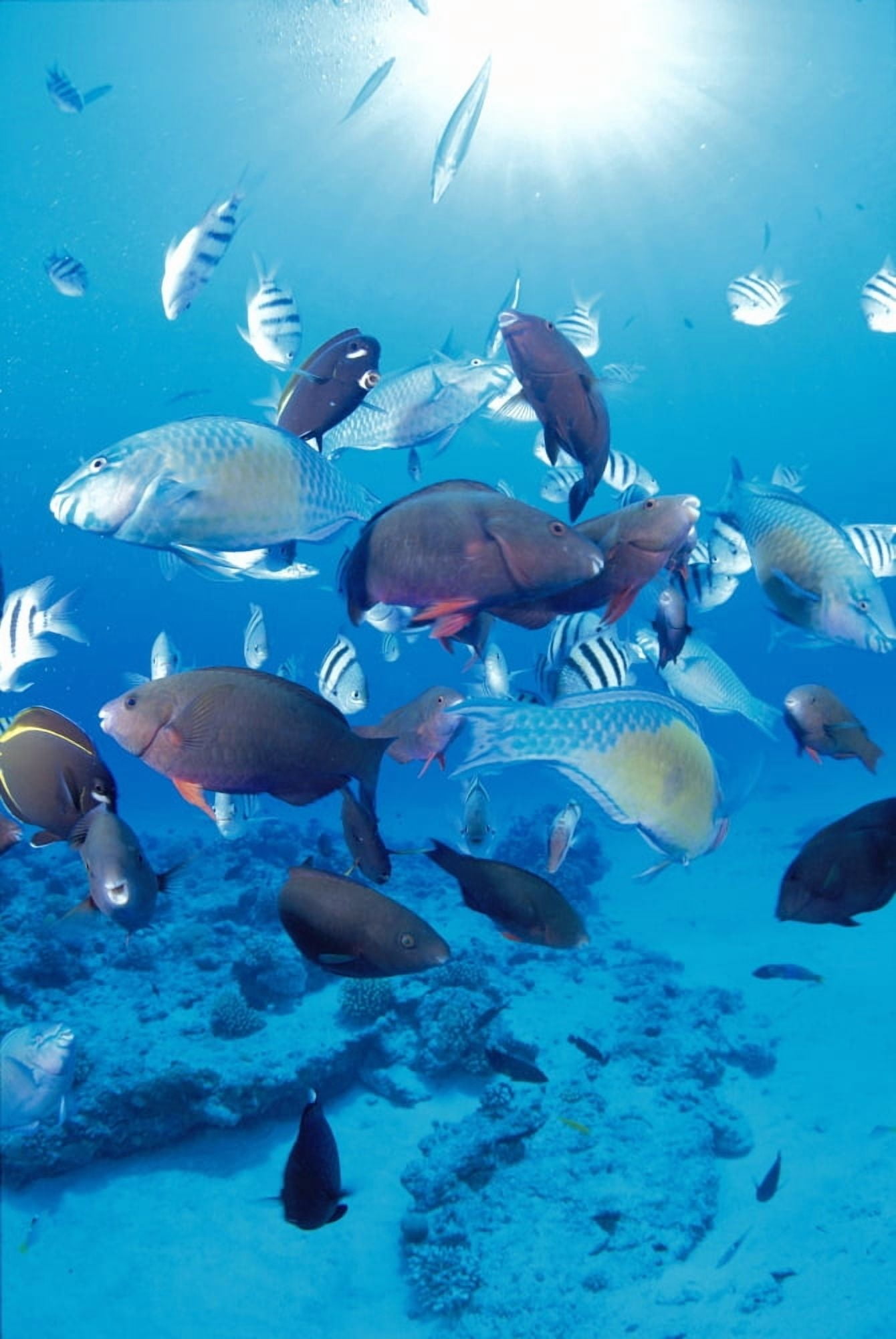 Mariana Islands Saipan Damselfish Parrotfish Wrasse Sandy Bottom Sunburst Tropical Canvas Art - Dave Fleetham Design Pics (12 x 19)