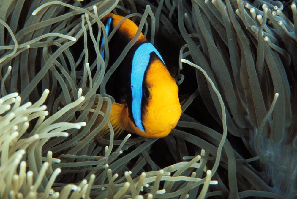 Mariana Islands Saipan Orange-Fin Anemone Fish In Anemone Near Coral Canvas Art - Dave Fleetham Design Pics (34 x 22)