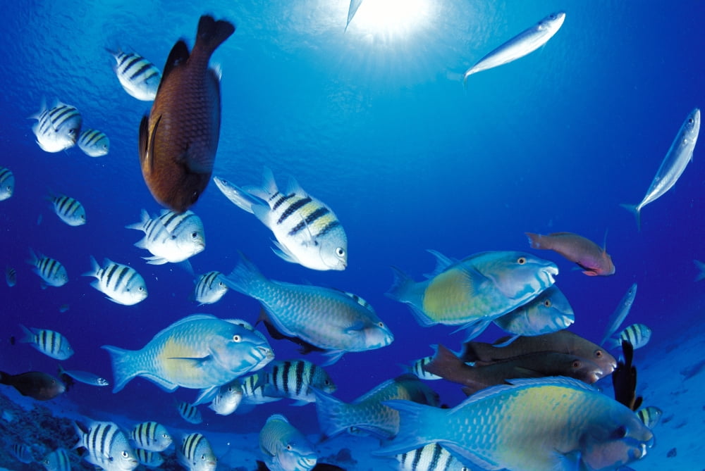 Mariana Islands Saipan Variety Of Damselfish Wrasse Parrotfish Sunburst Canvas Art - Dave Fleetham Design Pics (38 x 24)