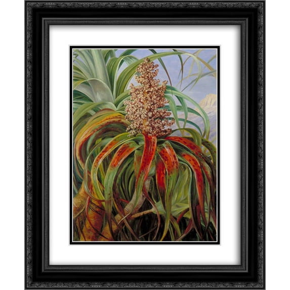 Marianne North 2x Matted 20x24 Black Ornate Framed Art Print 'A New Zealand Dracophyllum'