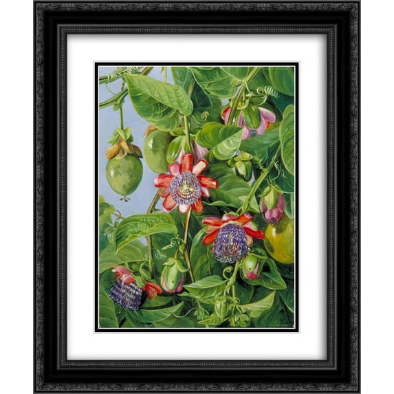 Marianne North 2x Matted 20x24 Black Ornate Framed Art Print 'Flowers and Fruit of the Maricojas Passion Flower, Brazil'