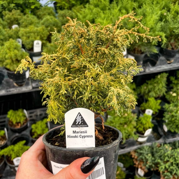 Mariesii Hinoki Cypress, Live Plant, 4" Growers Pot