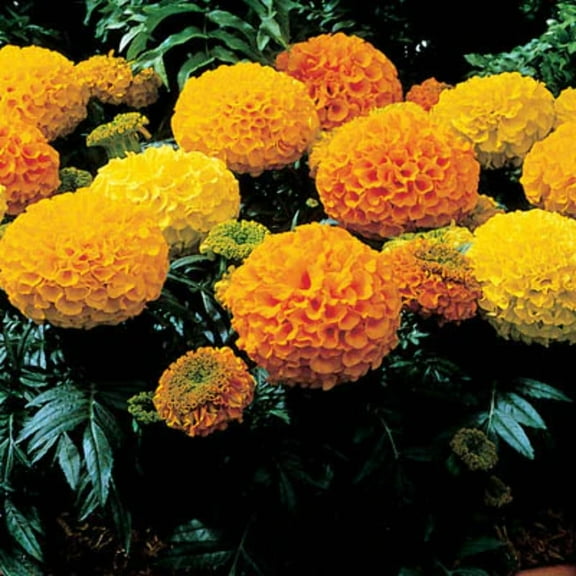 Marigold Antigua Mix F1 Seed