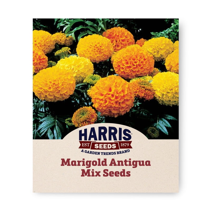 Harris Seeds Marigold Antigua Mix