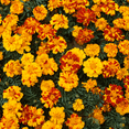 thumbnail image 1 of Marigold Bee Bonanza Plants, 4 Inch Pot, Colorful Flowers, 1 of 5