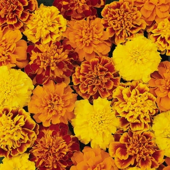 Marigold Bonanza Mix Seed - NON-GMO - 500 Seeds