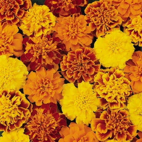 Marigold Bonanza Mix Seed - NON-GMO - 500 Seeds