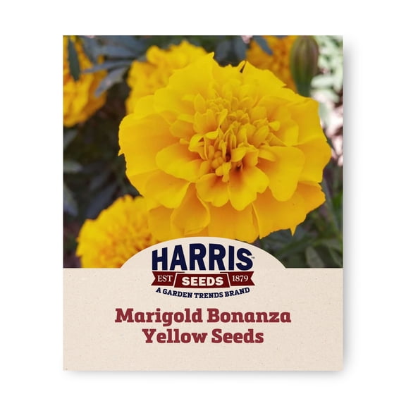 Harris Seeds Marigold Bonanza Yellow, Compact French Marigold Variety, 500 Count