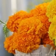 thumbnail image 1 of Marigold Coco Deep Gold Seed, 1 of 1