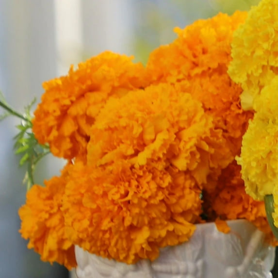 Marigold Coco Deep Gold Seed