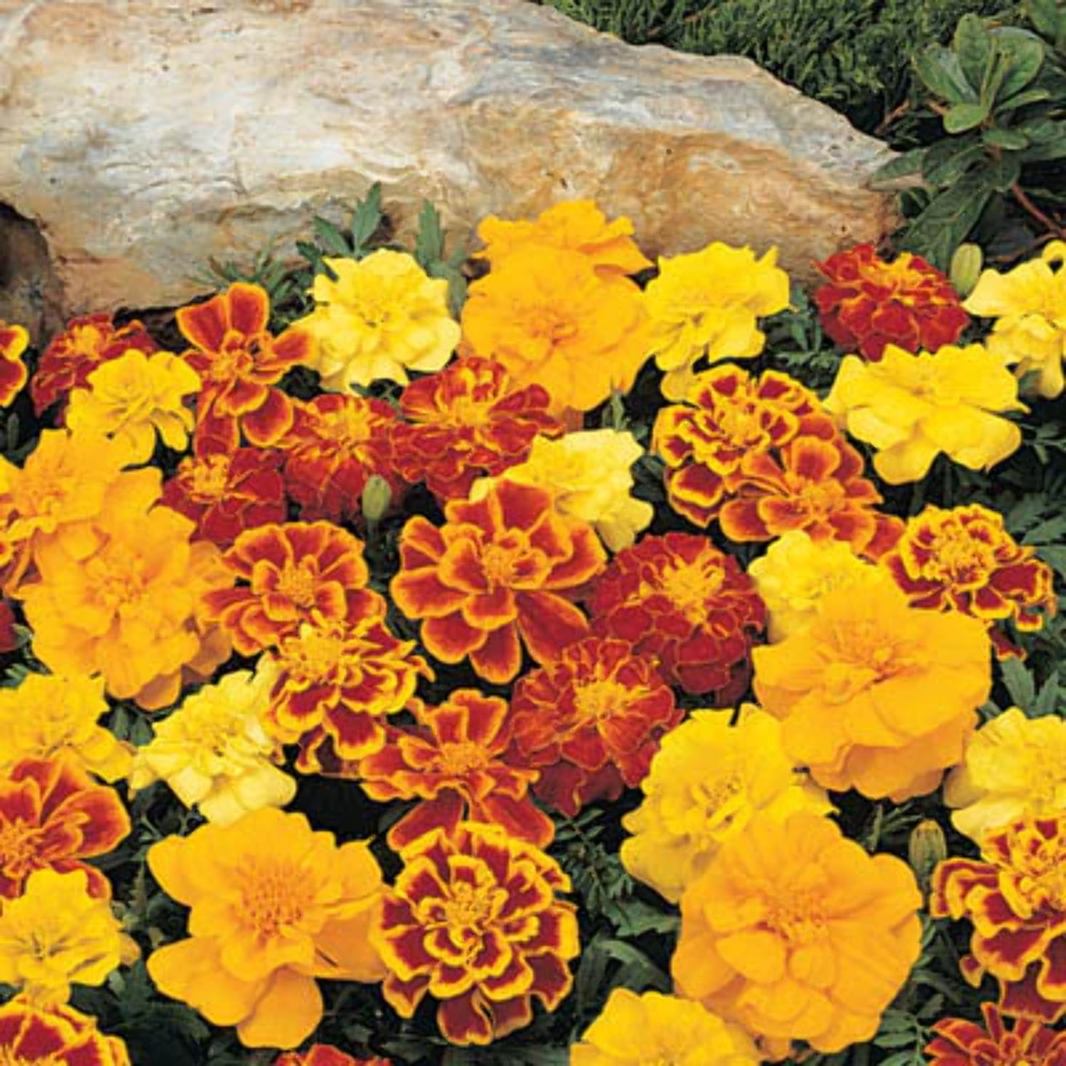 Marigold Flower Seeds In Seed Gardening - Walmart.com