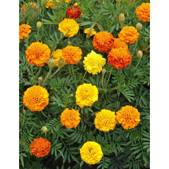 Marigold French Petite Mix Nice Garden Flower by Seed Kingdom (5 Lb Seeds)