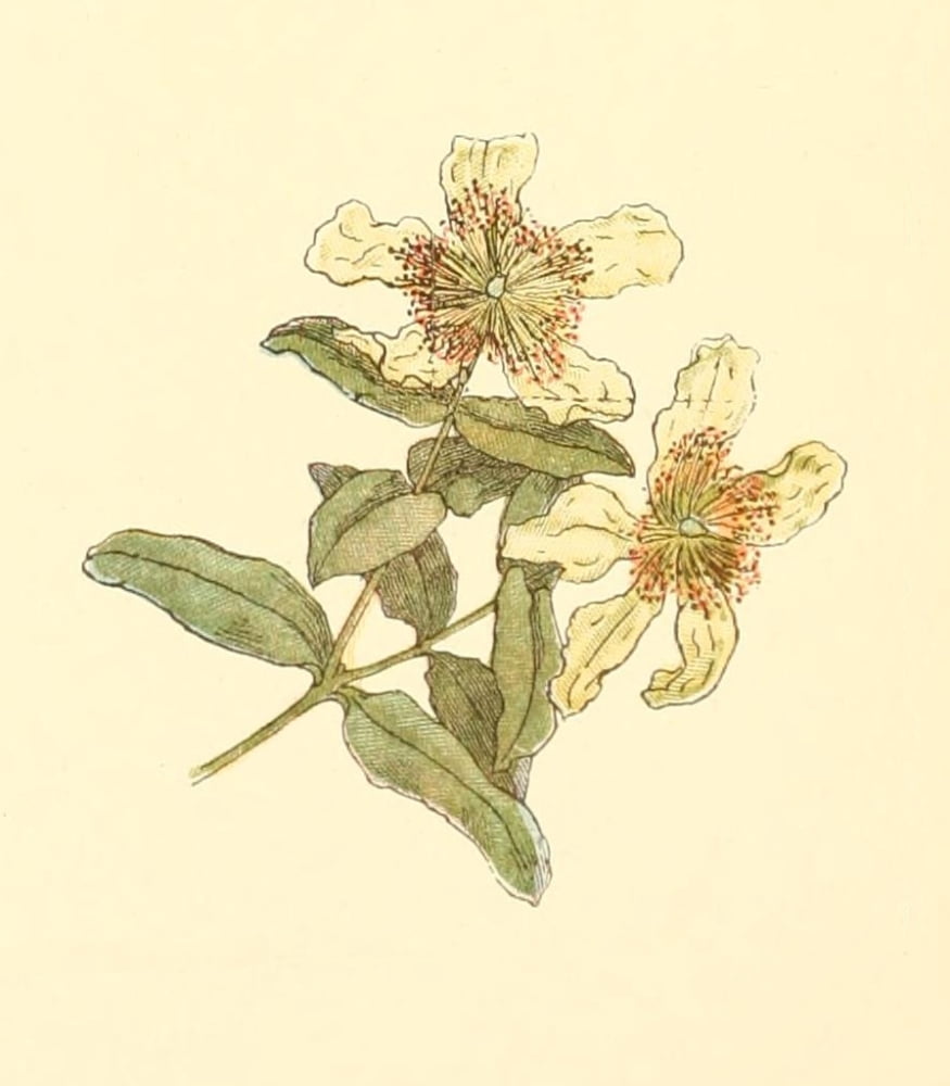 Marigold Garden 1900 Clematis Canvas Art - Kate Greenaway (18 x 24)