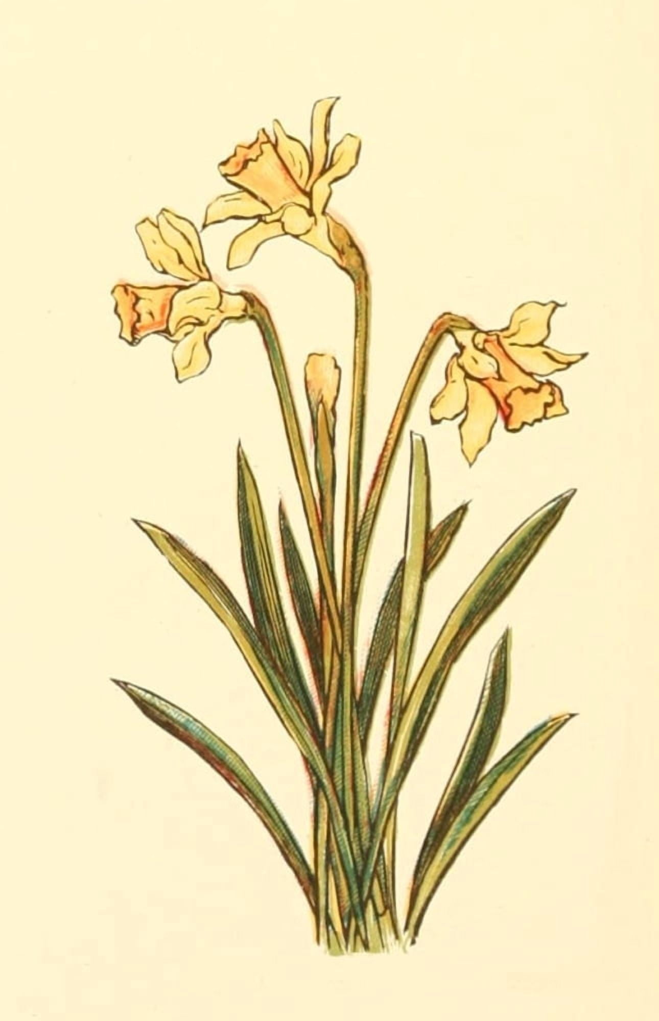 Marigold Garden 1900 Daffodils Canvas Art - Kate Greenaway (18 x 24)