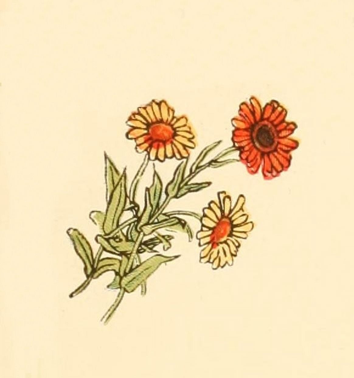 Marigold Garden 1900 Gerbera 1 Canvas Art - Kate Greenaway (18 x 24)