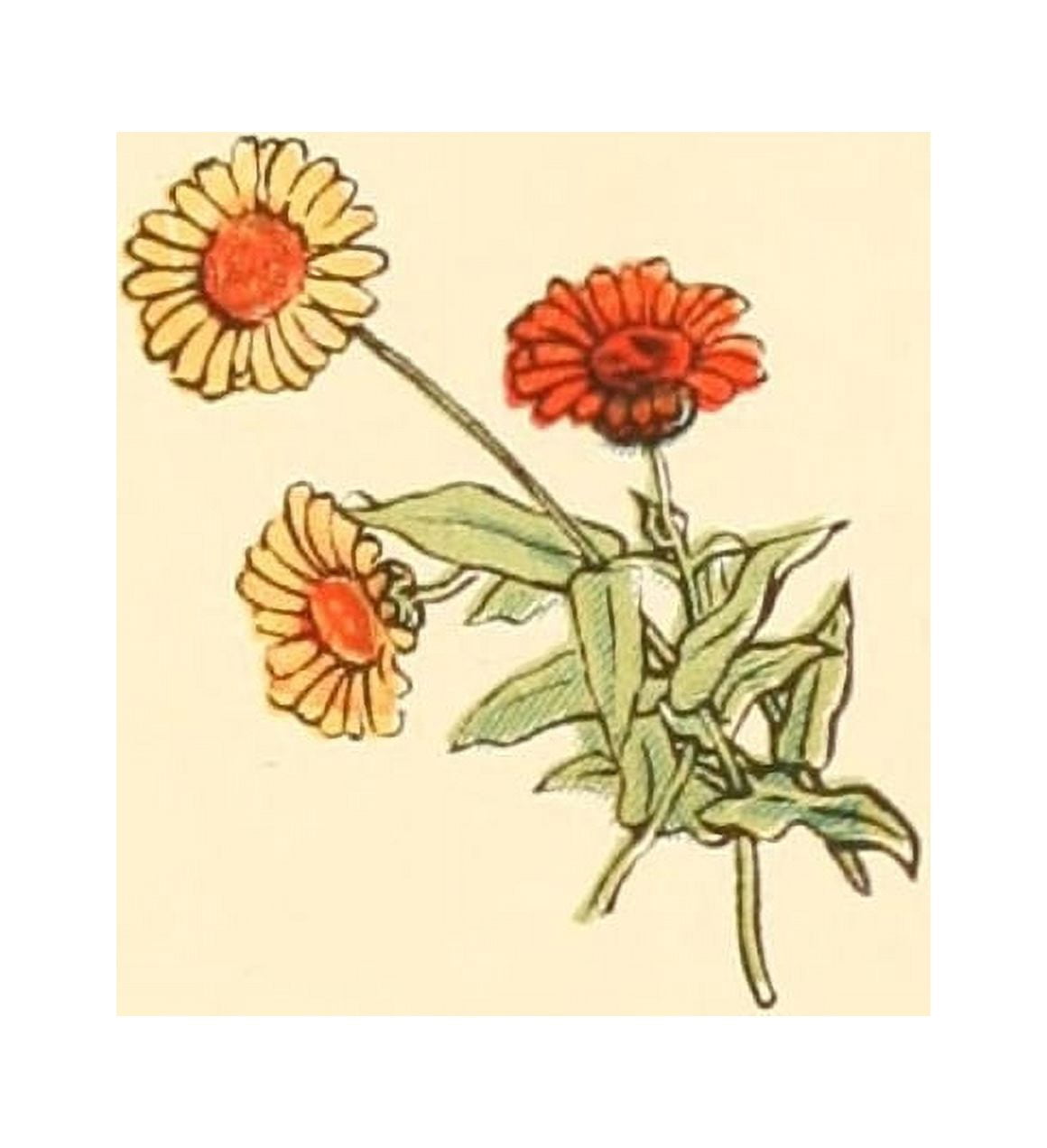 Marigold Garden 1900 Gerbera 2 Canvas Art - Kate Greenaway (24 x 36)