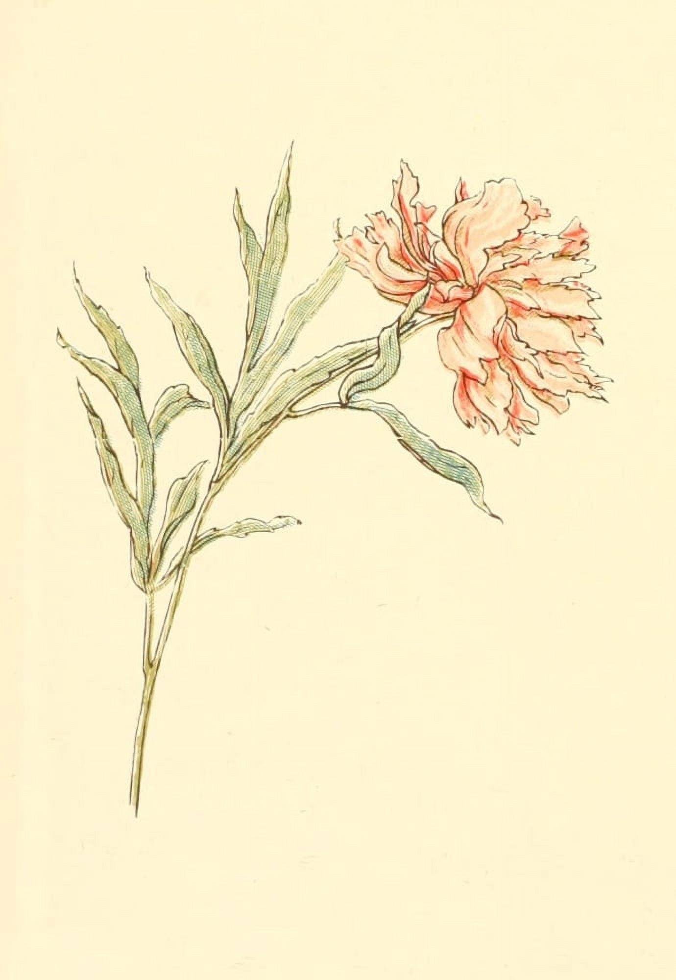Marigold Garden 1900 Pink Canvas Art - Kate Greenaway (18 x 24)