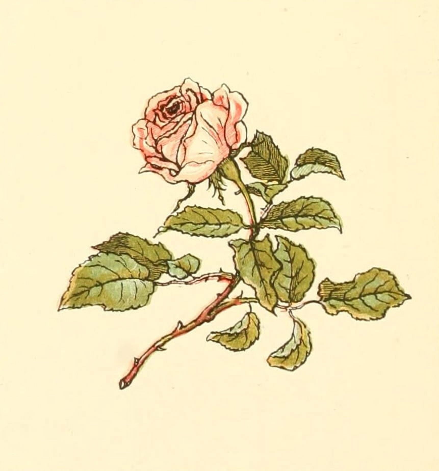 Marigold Garden 1900 Rose Canvas Art - Kate Greenaway (18 x 24)