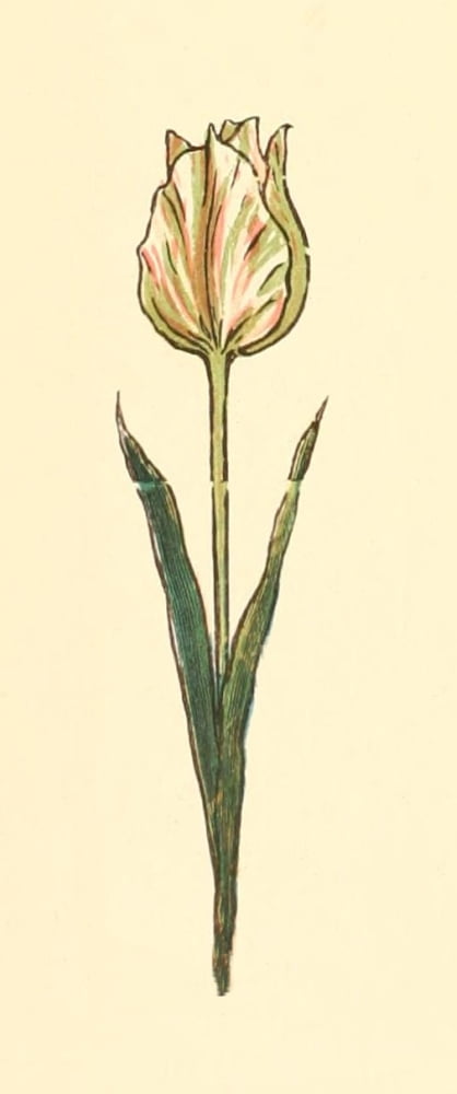 Marigold Garden 1900 Tulip 1 Canvas Art - Kate Greenaway (24 x 36)