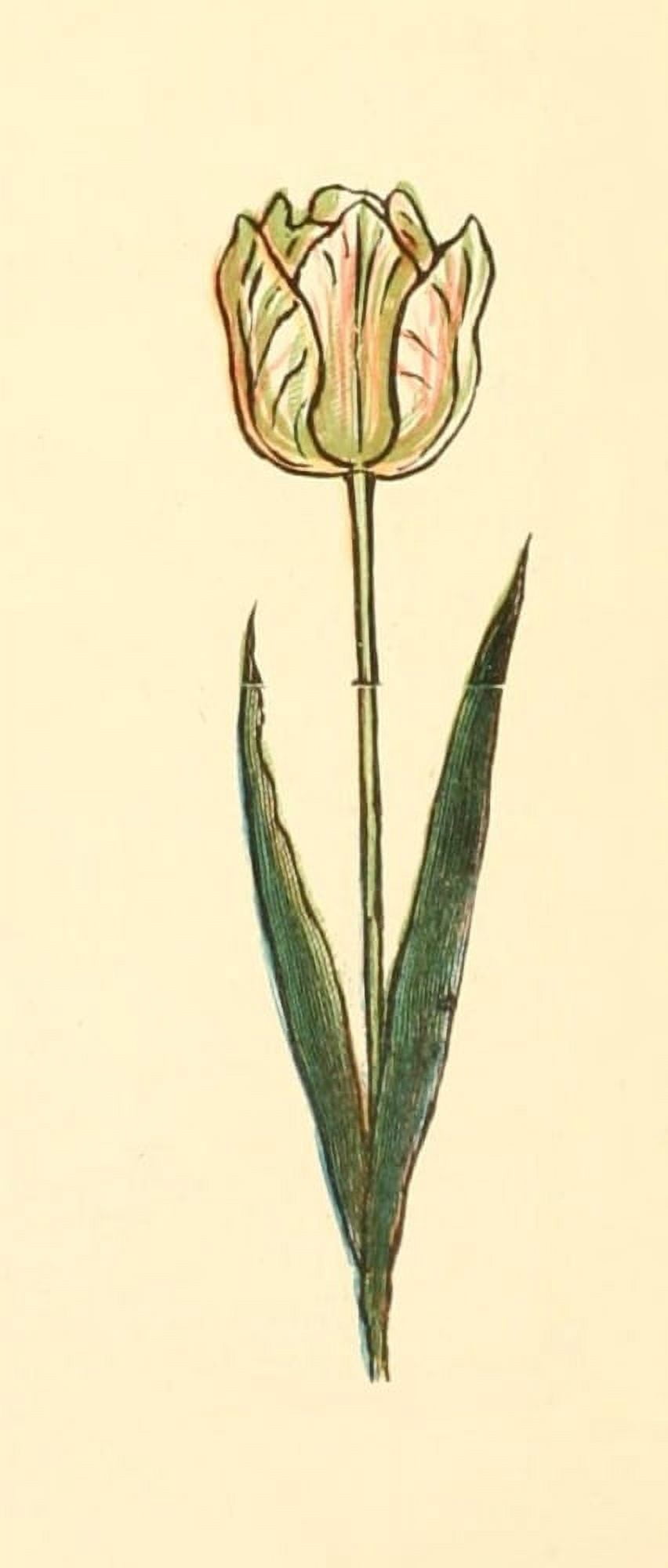 Marigold Garden 1900 Tulip 2 Canvas Art - Kate Greenaway (24 x 36)