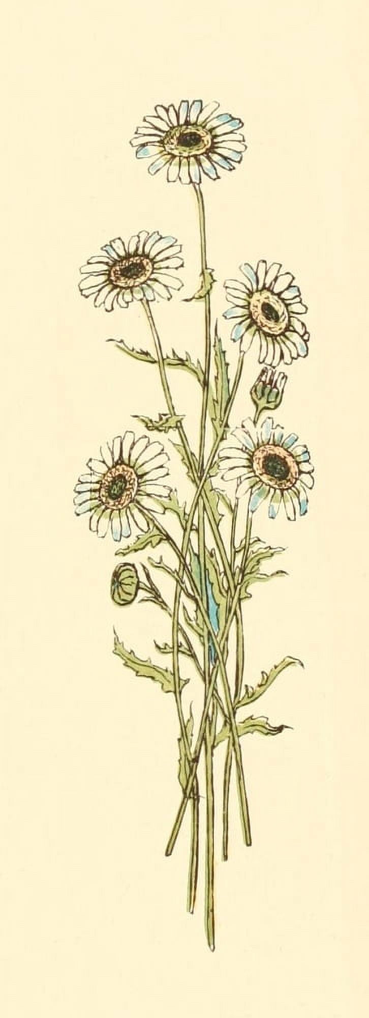 Marigold Garden 1900 White Gerbera Canvas Art - Kate Greenaway (18 x 24)