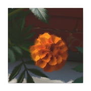 Marigold Pop Art Dream - Canvas