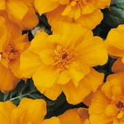 Marigold Seeds - Durango Series - Orange - 100 Seed Packet - Tagetes patula - Non-GMO, Open Pollinated - Flower Gardening