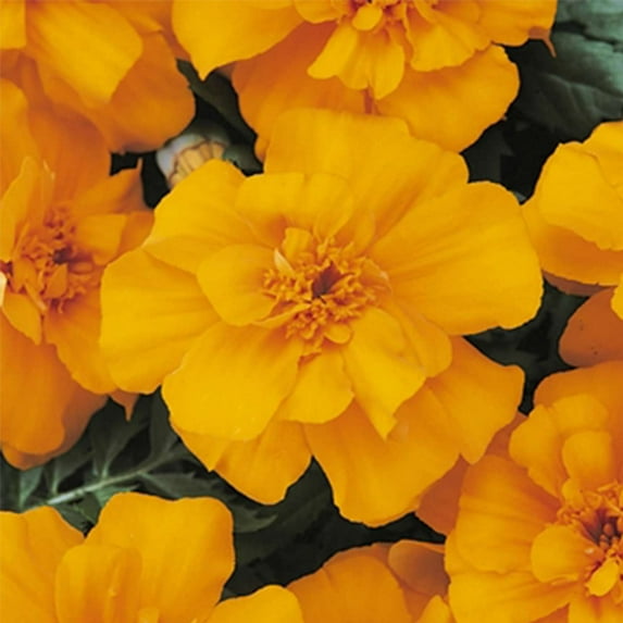 Marigold Seeds - Durango Series - Orange - 500 Seeds - Tagetes patula - Non-GMO, Open Pollinated - Flower Gardening