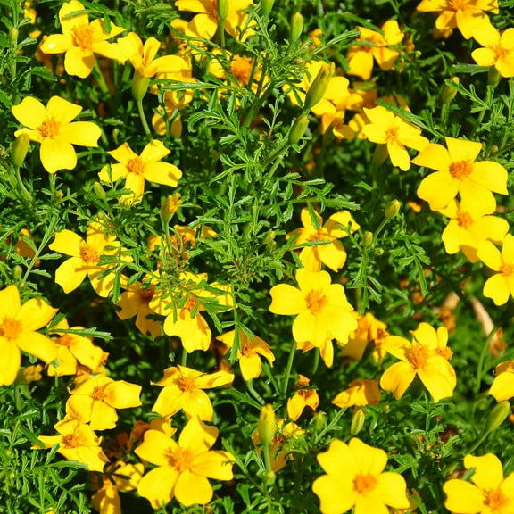 Marigold Seeds - Signata - Gem Series - Lemon - 100 Seed Packet - Tagetes tenuifolia - Non-GMO, Open Pollinated - Flower Gardening