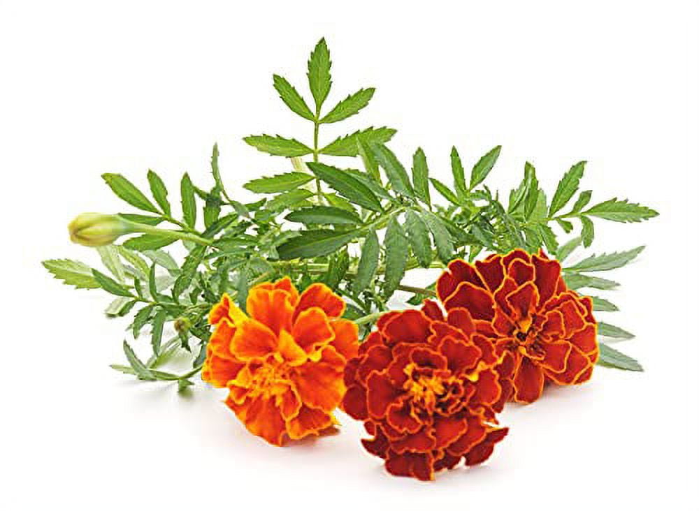 Marigold Seeds for Planting French Marigold Flower Seeds Mix About