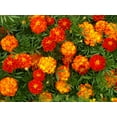 thumbnail image 1 of Marigold Sparky Mixture Nice Garden Flower by Seed Kingdom Bulk 1/4 Lb Seeds, 1 of 1